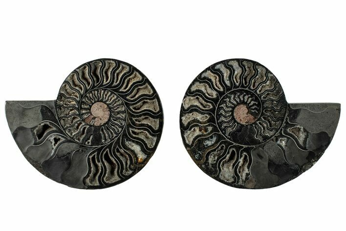 Cut & Polished Ammonite Fossil - Unusual Black Color #286632